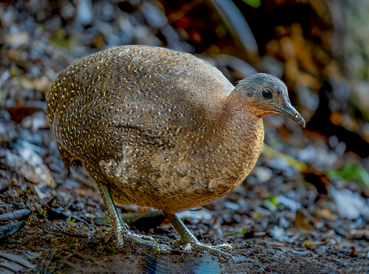 Highland Tinamou - ML630251200
