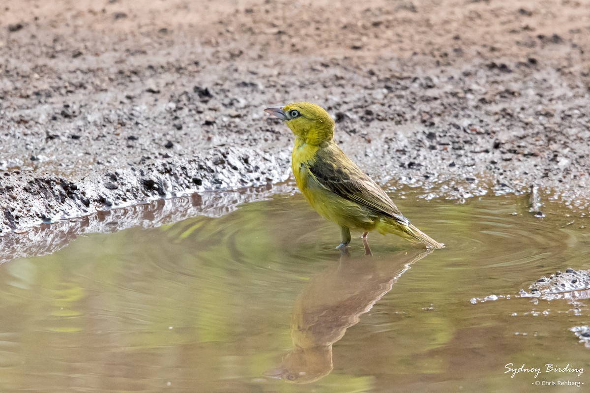Lesser Masked-Weaver - ML630251254