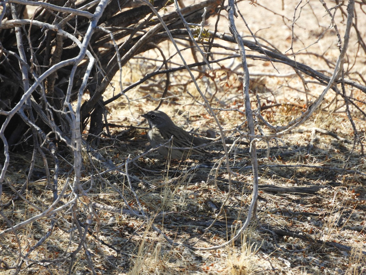 Sagebrush Sparrow - ML630251285