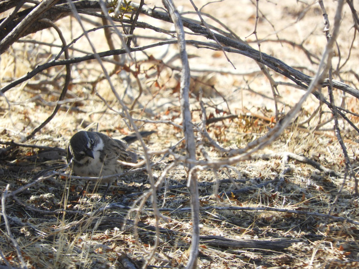 Sagebrush Sparrow - ML630251286