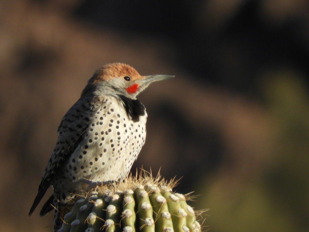 Gilded Flicker - ML630251326