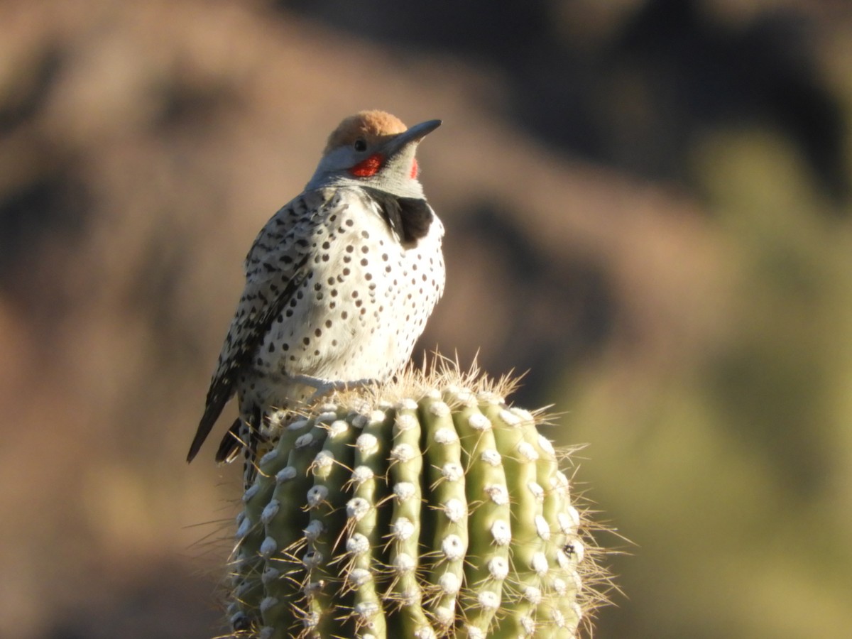 Gilded Flicker - ML630251327