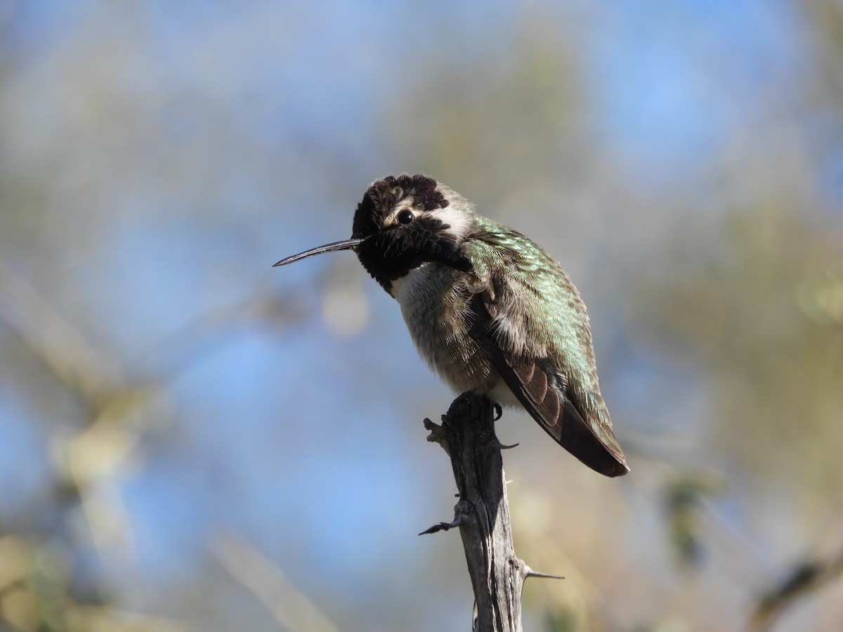 Costa's Hummingbird - ML630251368