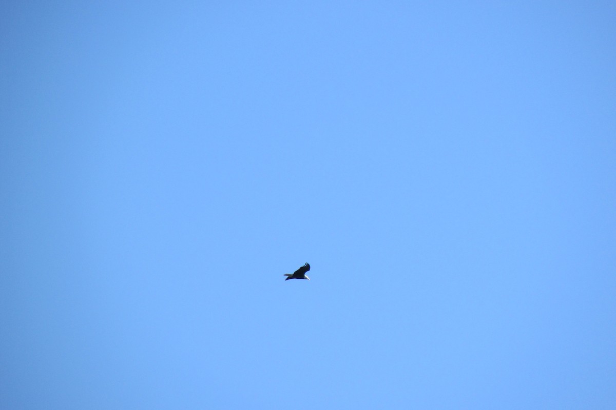 Bald Eagle - ML630251386