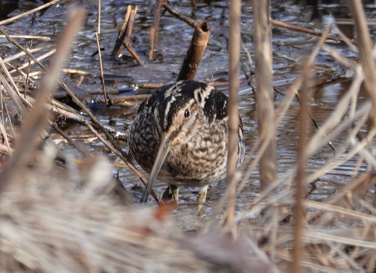 Wilson's Snipe - ML630251431