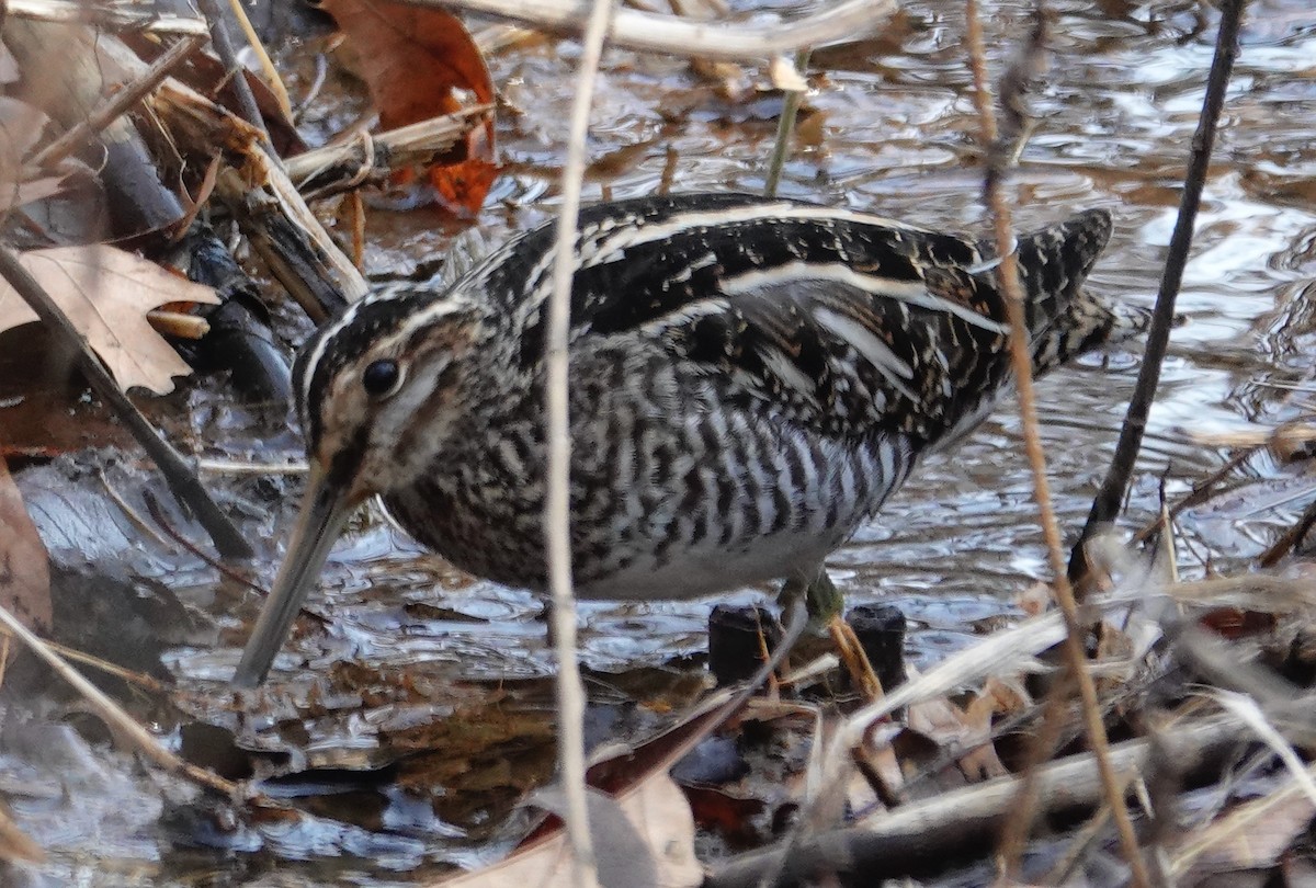 Wilson's Snipe - ML630251432