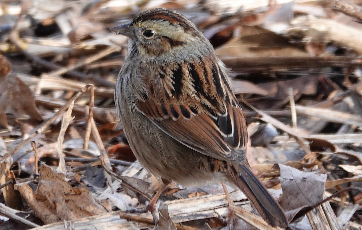 Swamp Sparrow - ML630251439