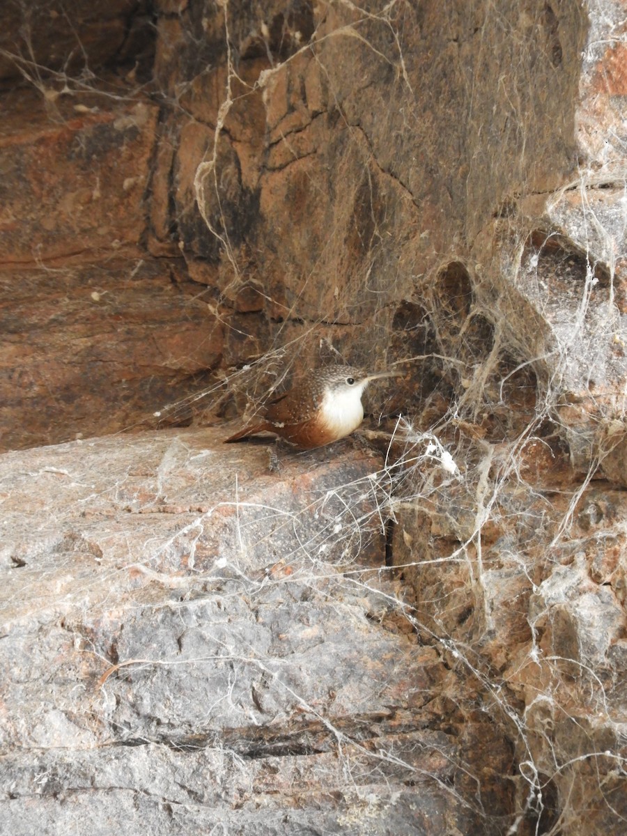 Canyon Wren - ML630251443