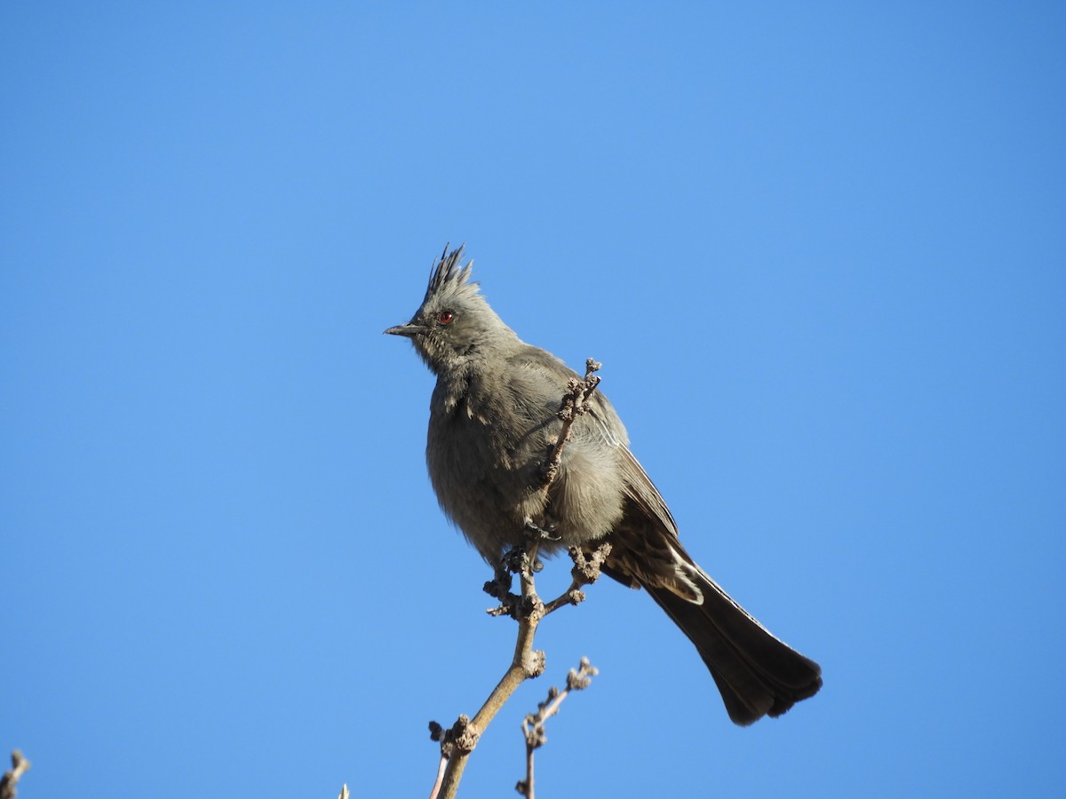 Phainopepla - ML630251563