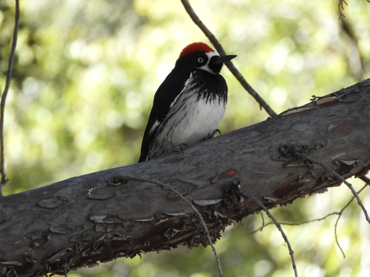 Acorn Woodpecker - ML630251630