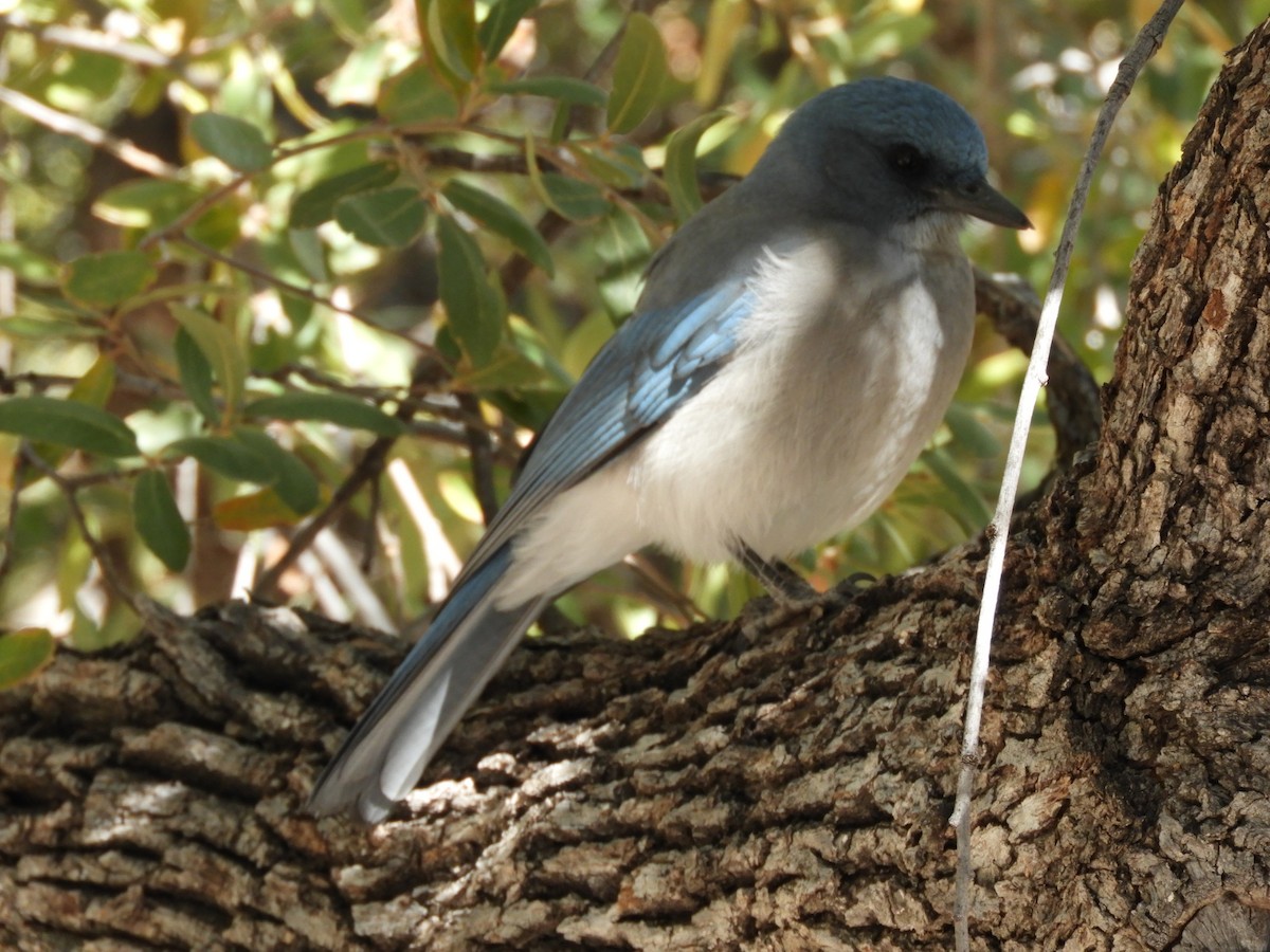 Mexican Jay - ML630251638