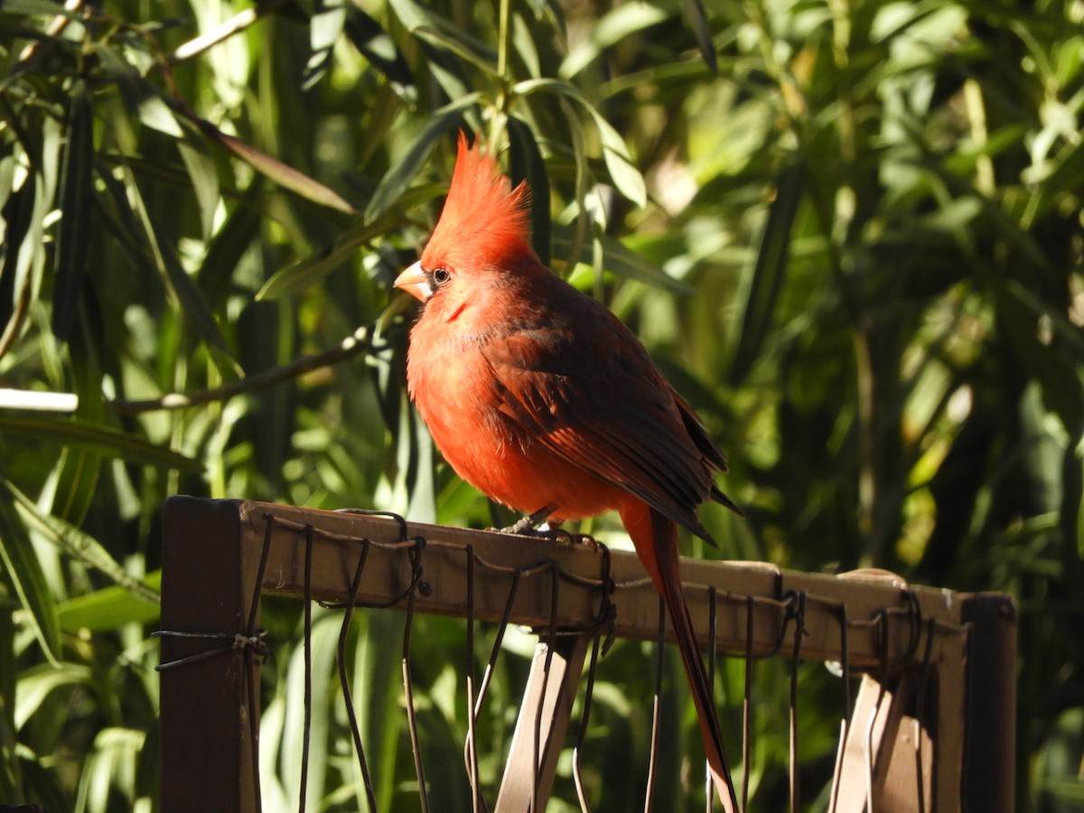 Northern Cardinal - ML630251675
