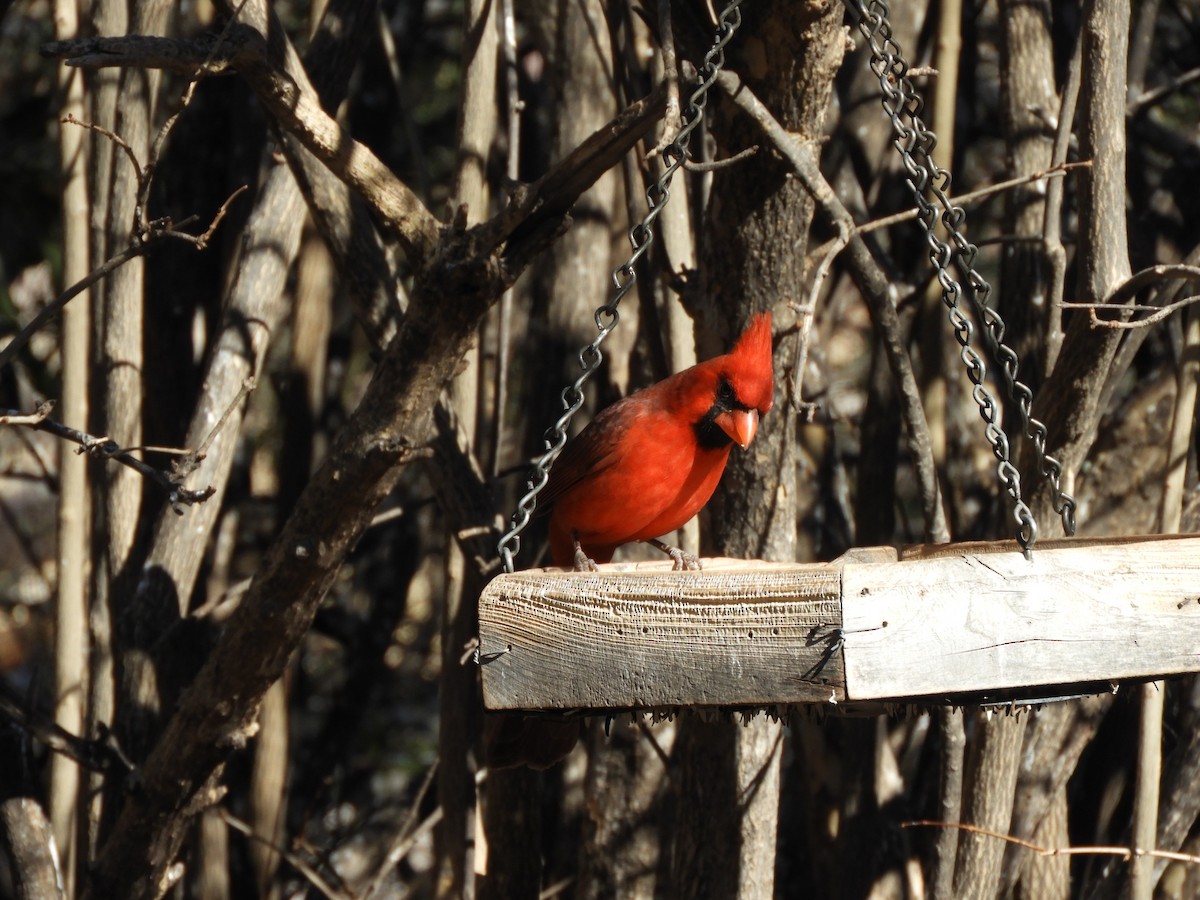Northern Cardinal - ML630251676