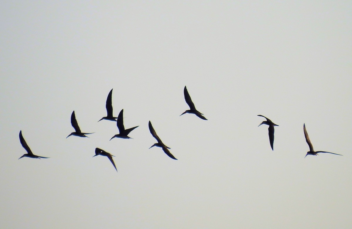 Black Skimmer - ML63025181