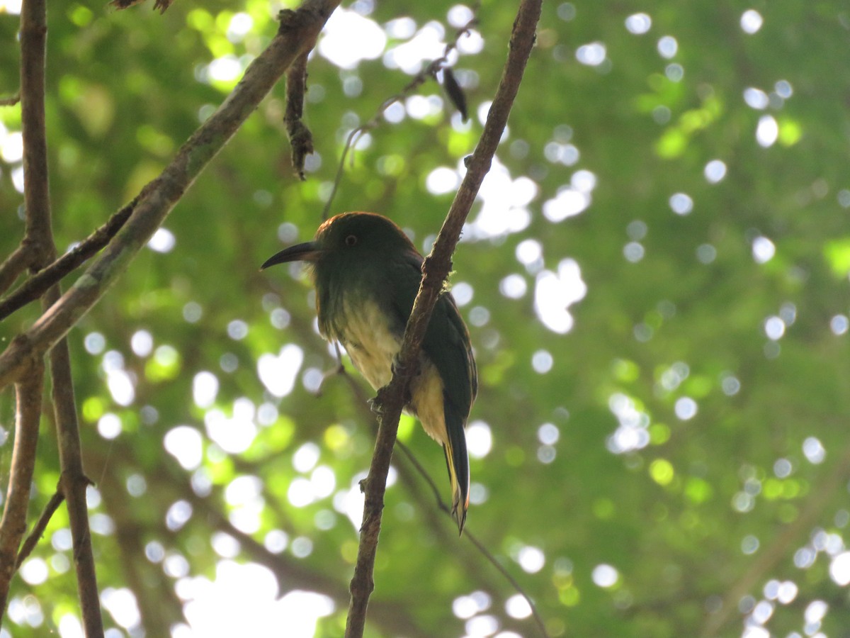 Blue-bearded Bee-eater - ML630251894