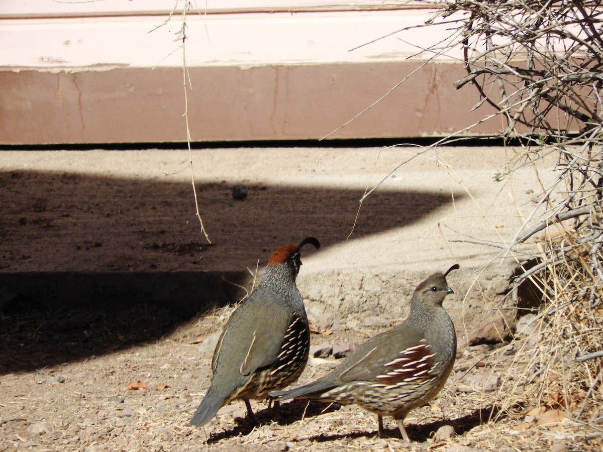 Gambel's Quail - ML630252123