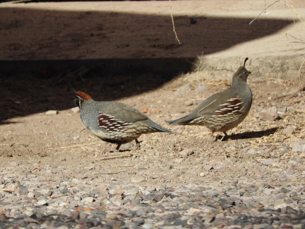 Gambel's Quail - ML630252124
