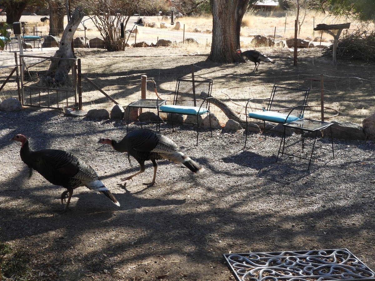 Wild Turkey - ML630252130