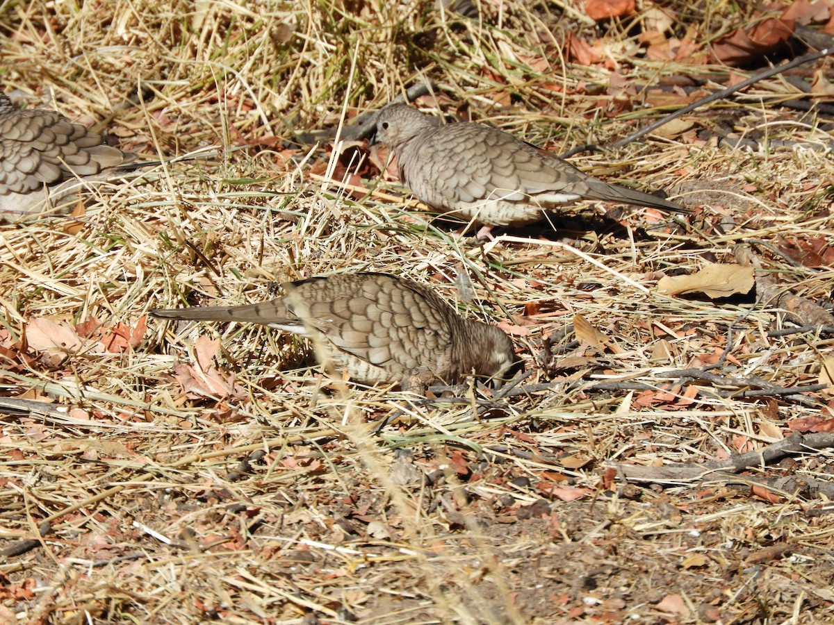 Inca Dove - ML630252135