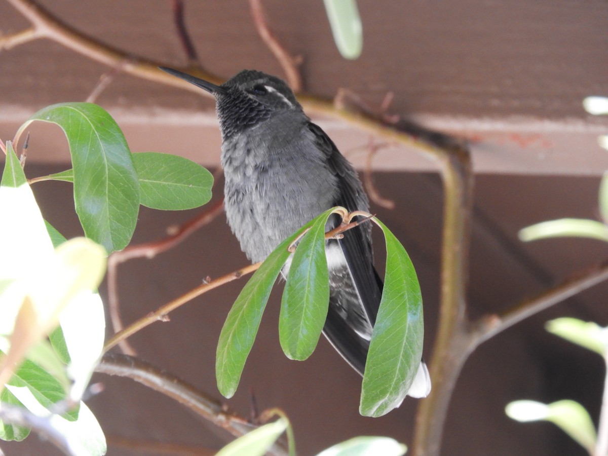 Blue-throated Mountain-gem - ML630252146