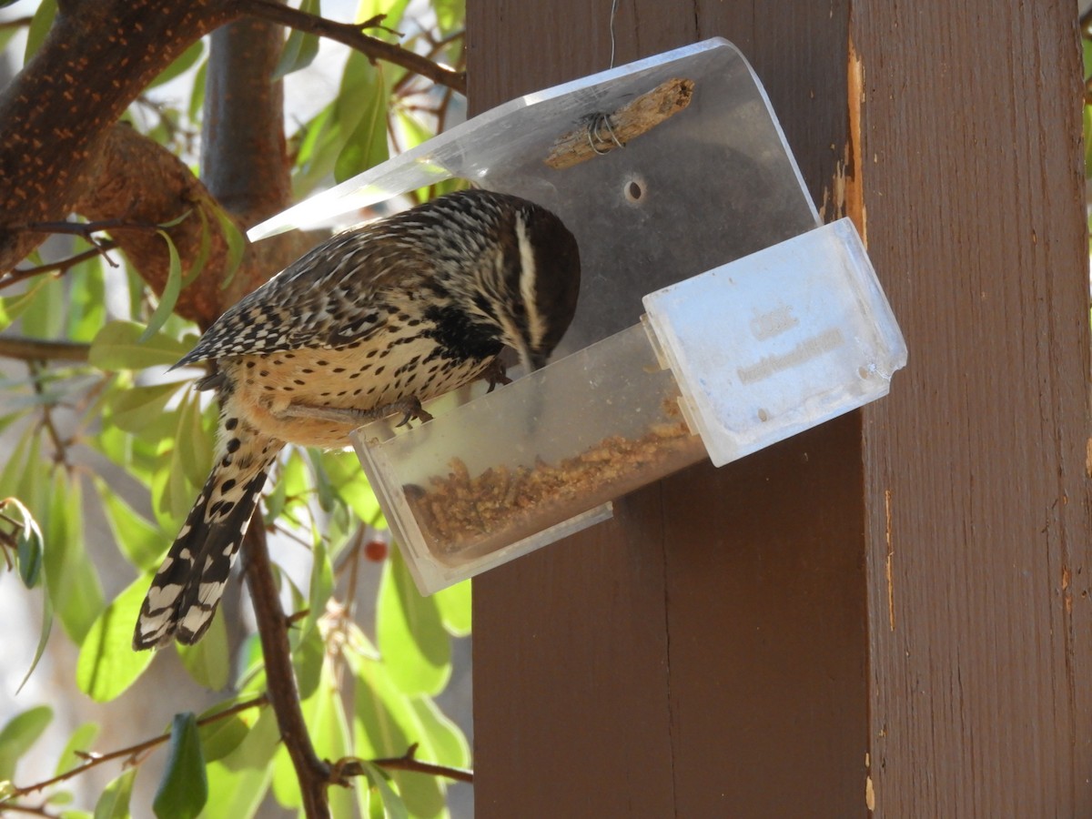 Cactus Wren - ML630252153