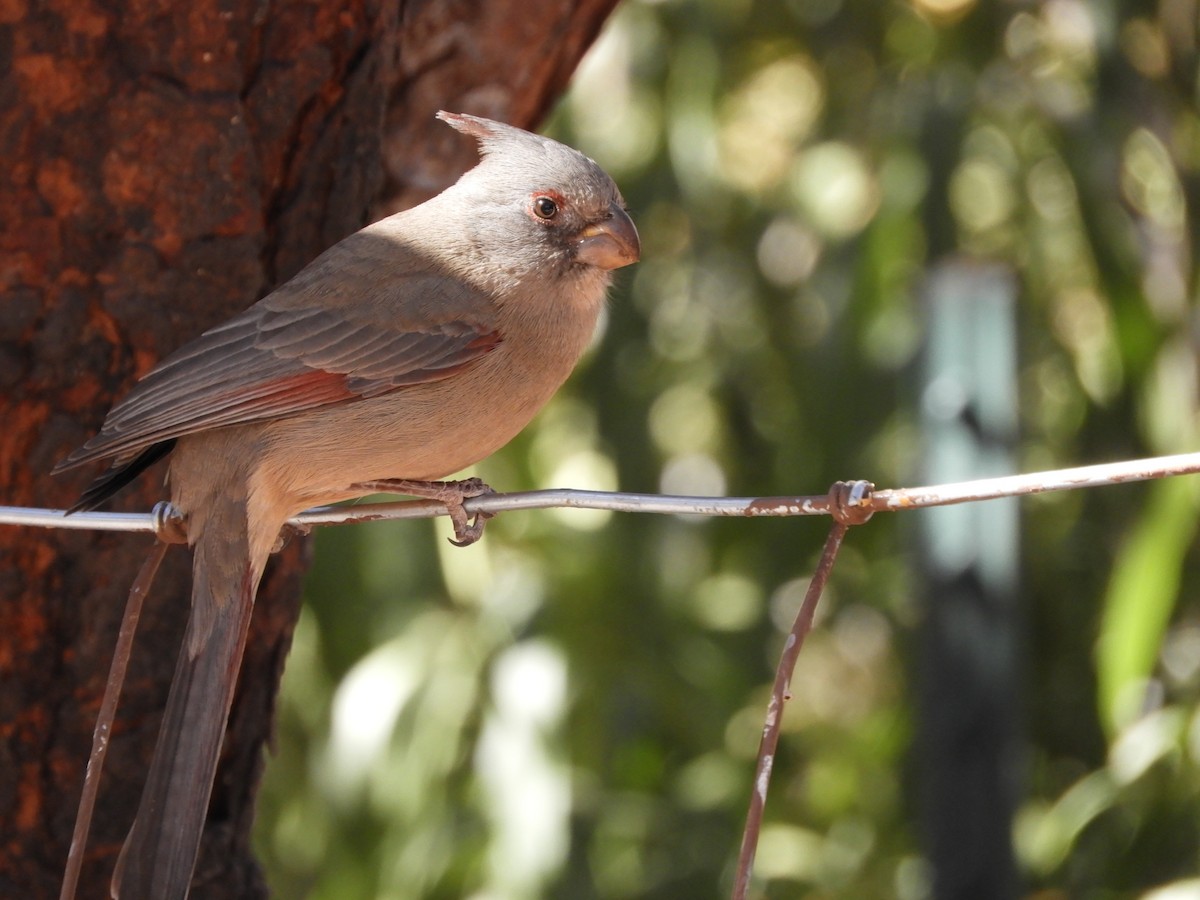 Pyrrhuloxia - ML630252179