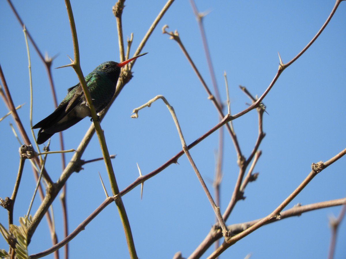 Broad-billed Hummingbird - ML630252562
