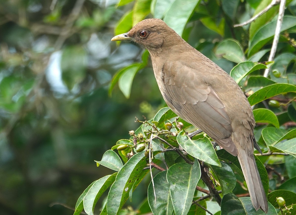 Clay-colored Thrush - ML630252627