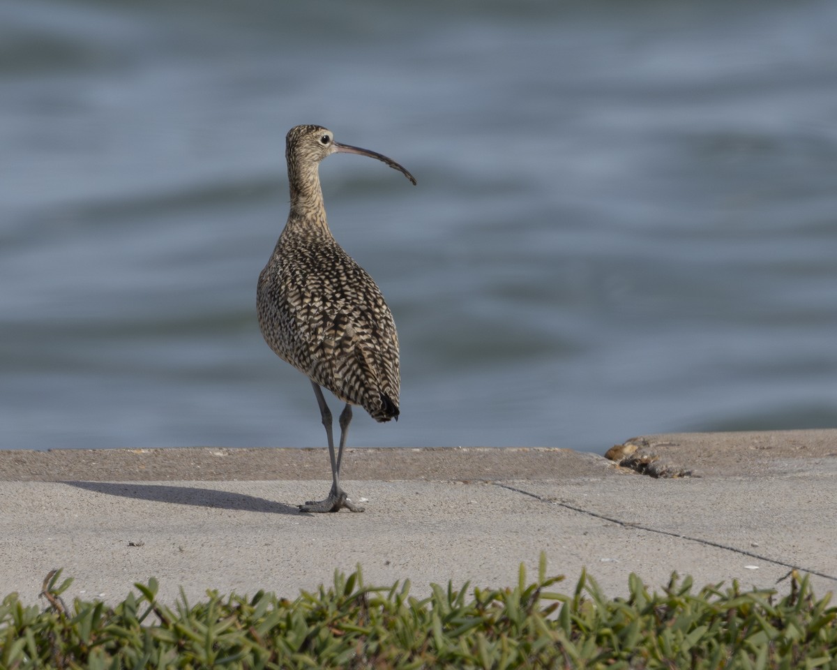 Long-billed Curlew - ML630252923