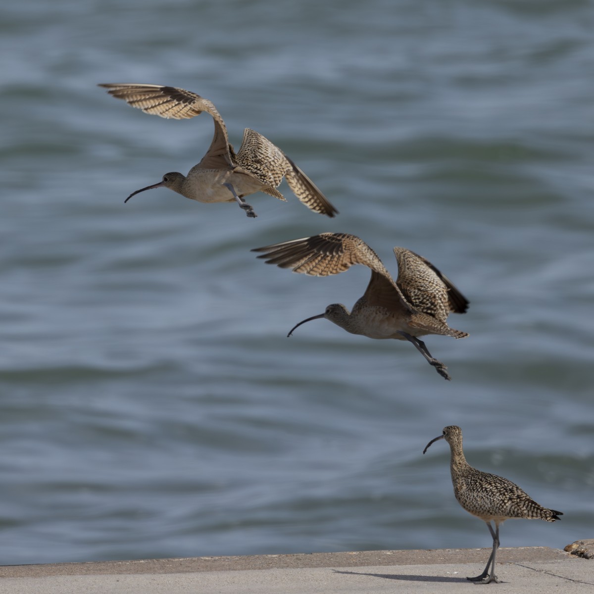 Long-billed Curlew - ML630252924