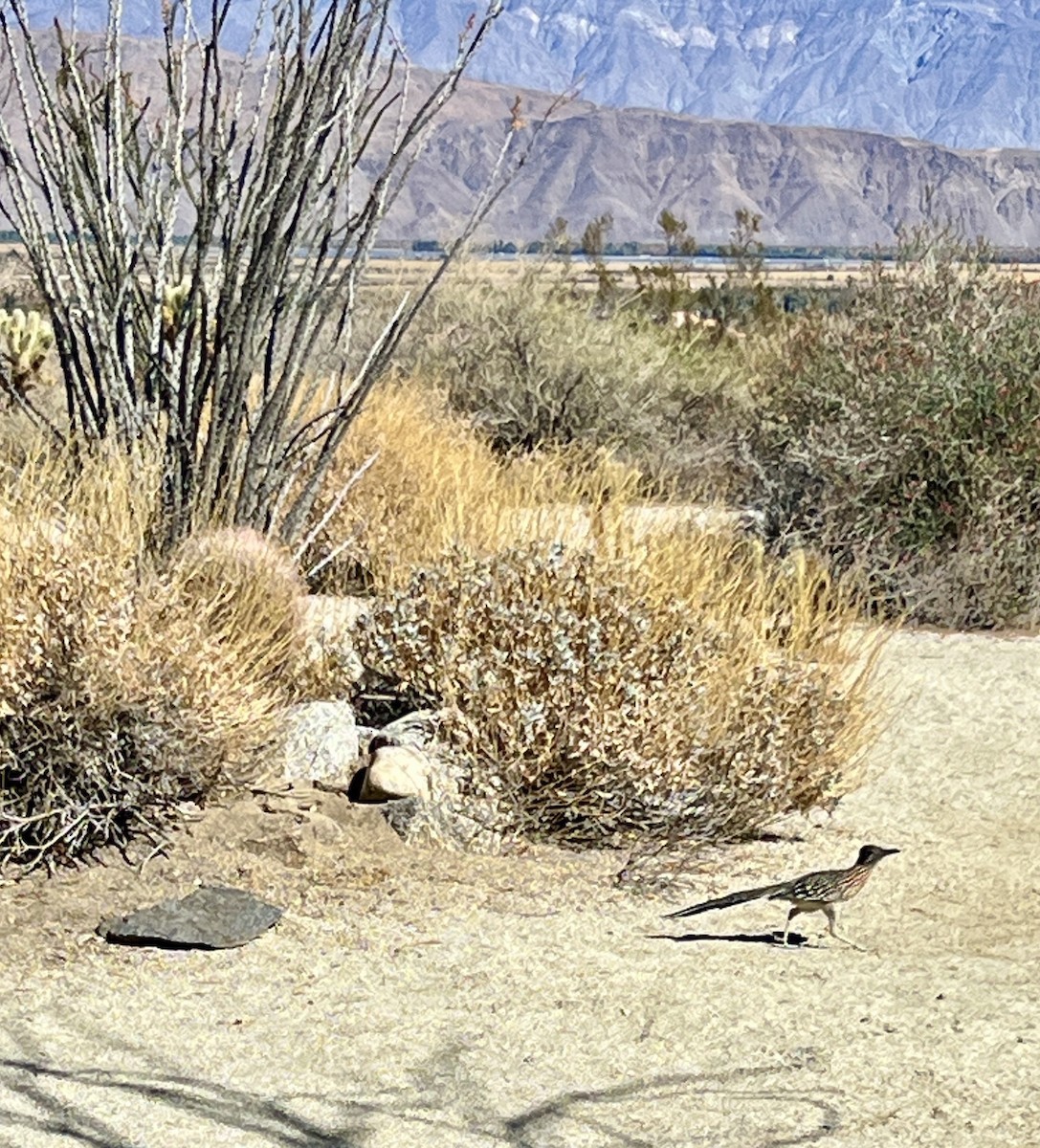 Greater Roadrunner - ML630253154