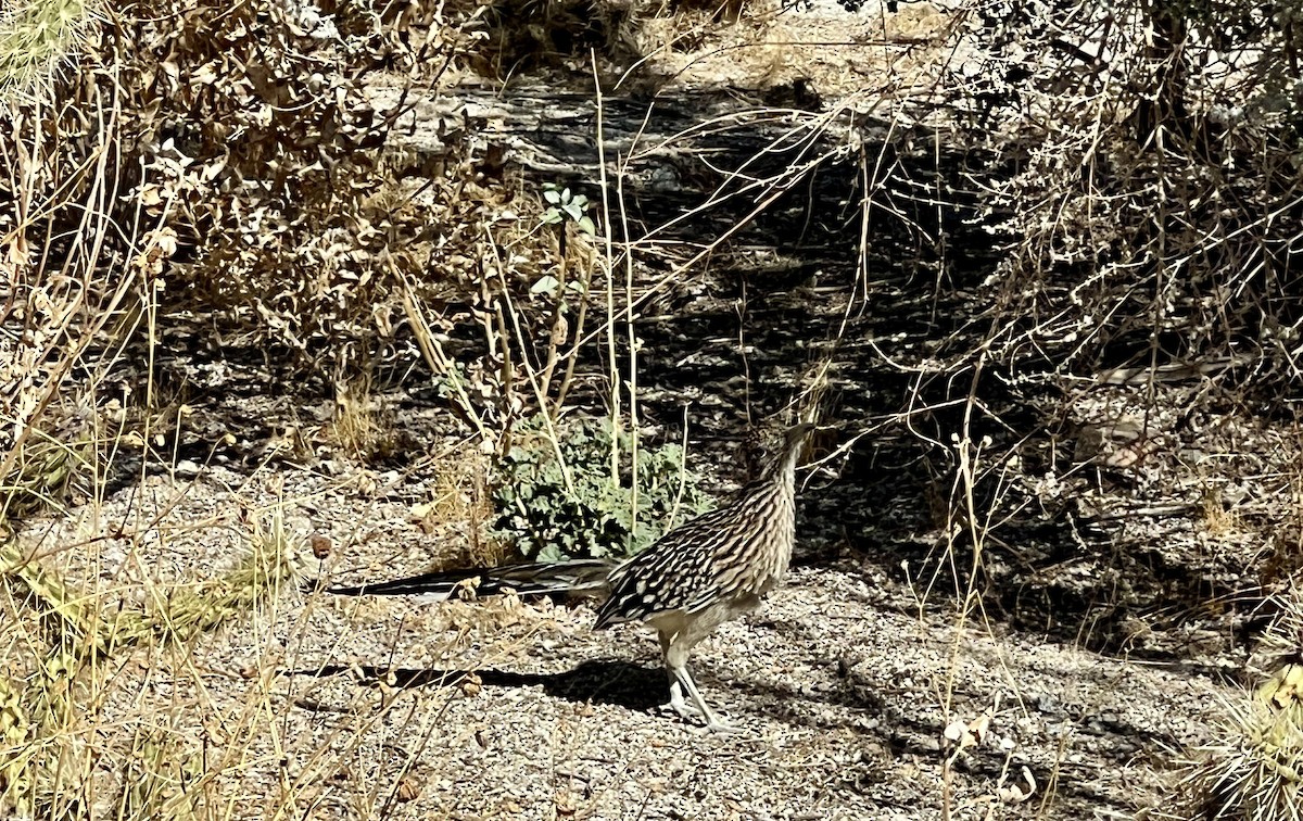 Greater Roadrunner - ML630253155