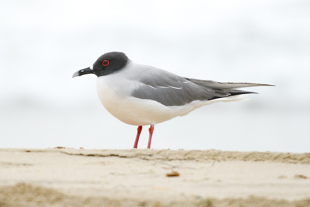 Swallow-tailed Gull - ML630254079