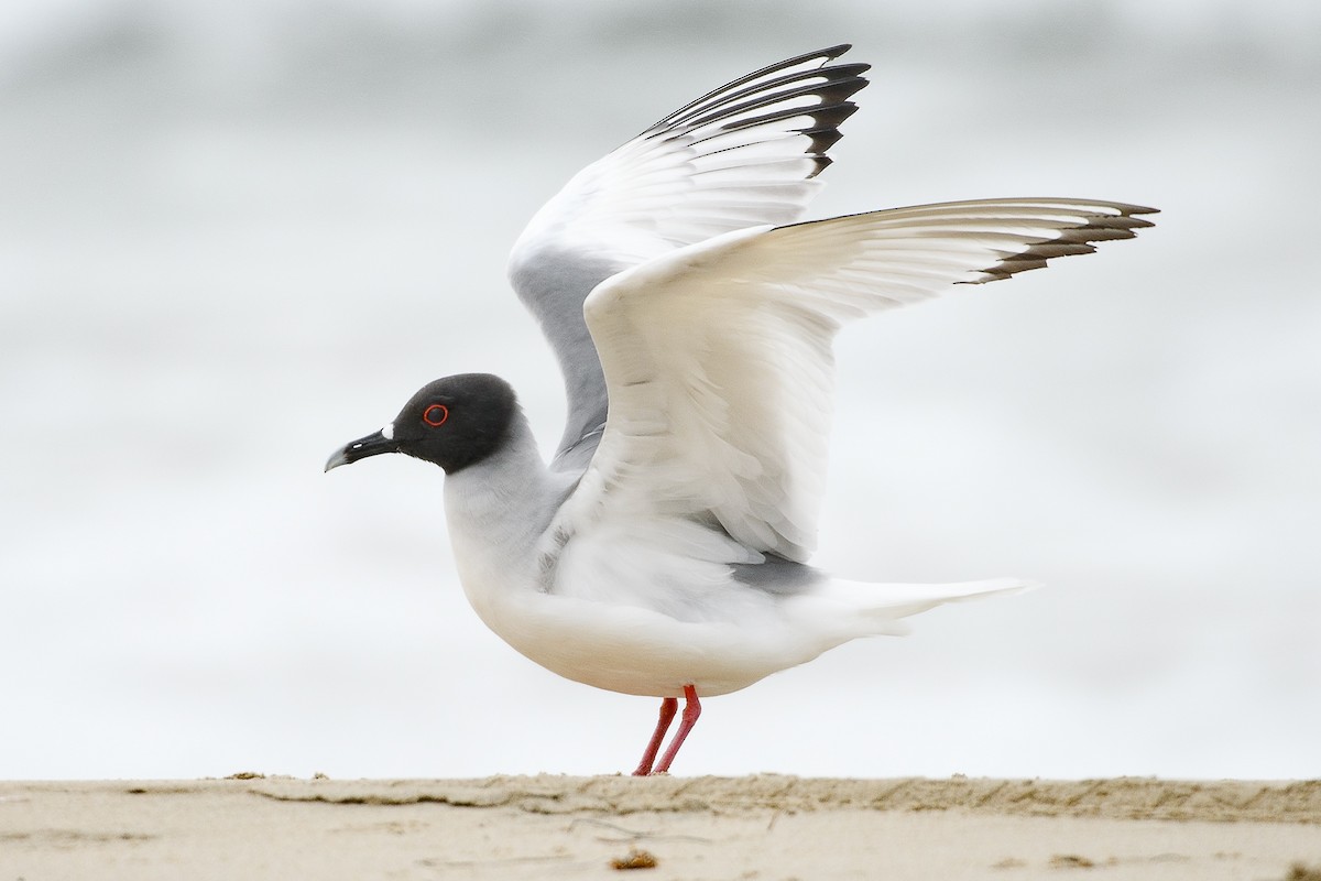 Swallow-tailed Gull - ML630254080