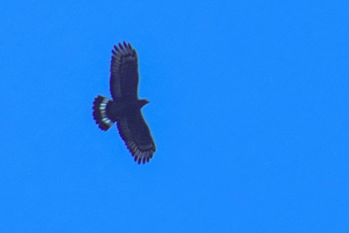 Crested Serpent-Eagle - ML630254087