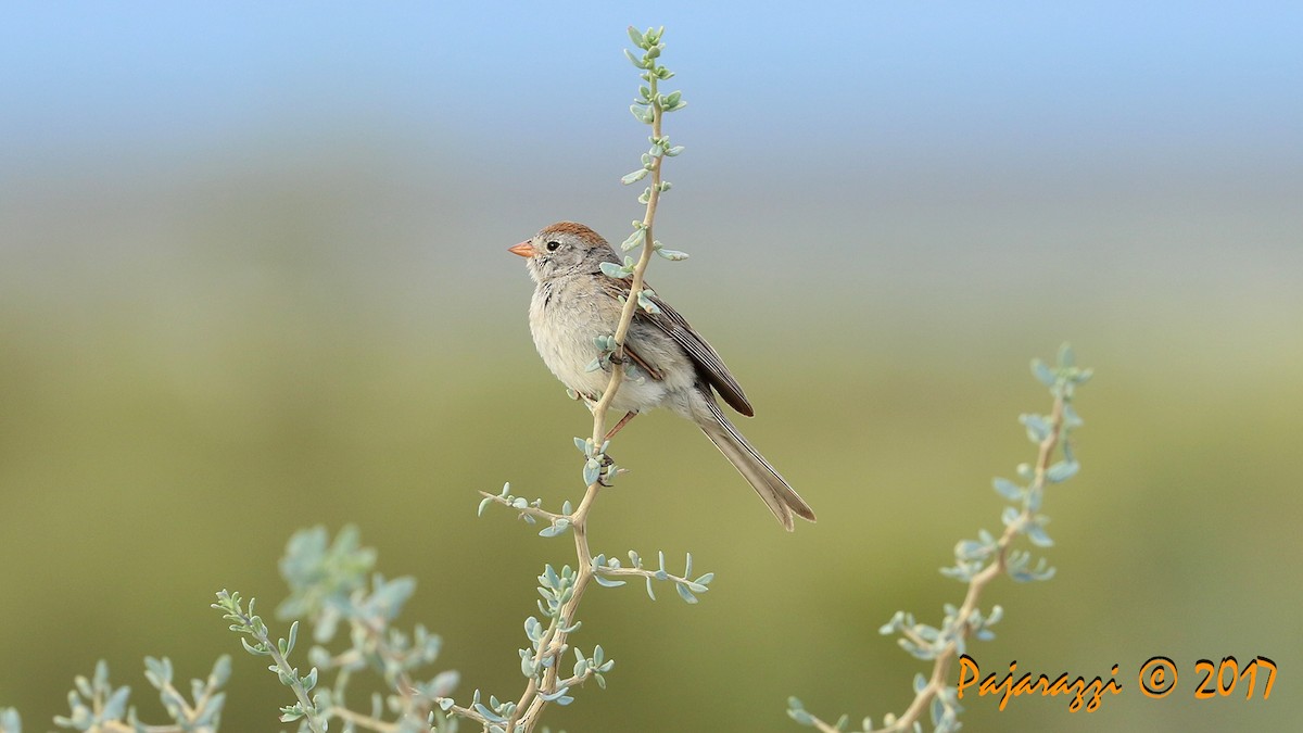 Worthen's Sparrow - Alfredo Garcia