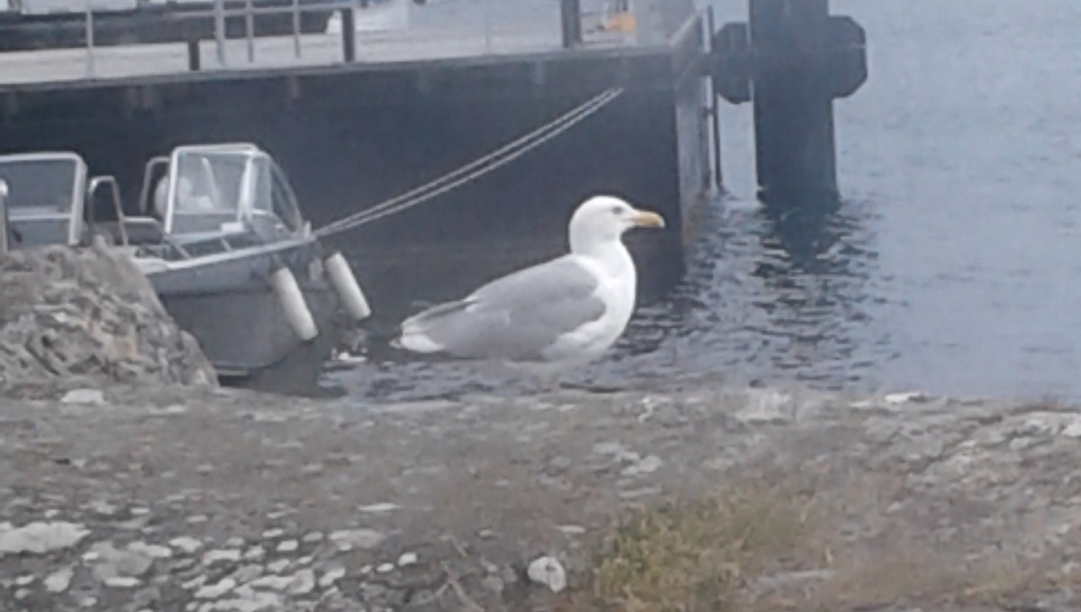 Herring Gull - John Carroll