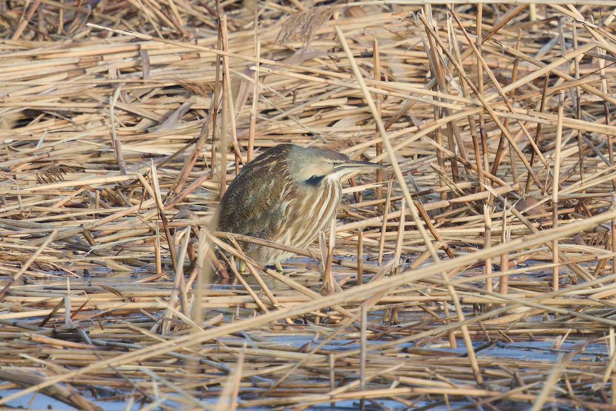 American Bittern - ML630254659