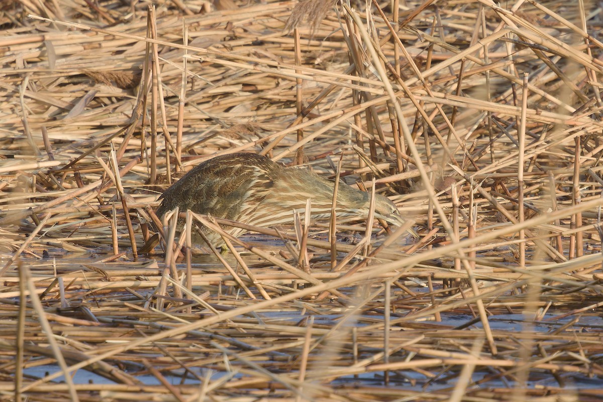 American Bittern - ML630254660