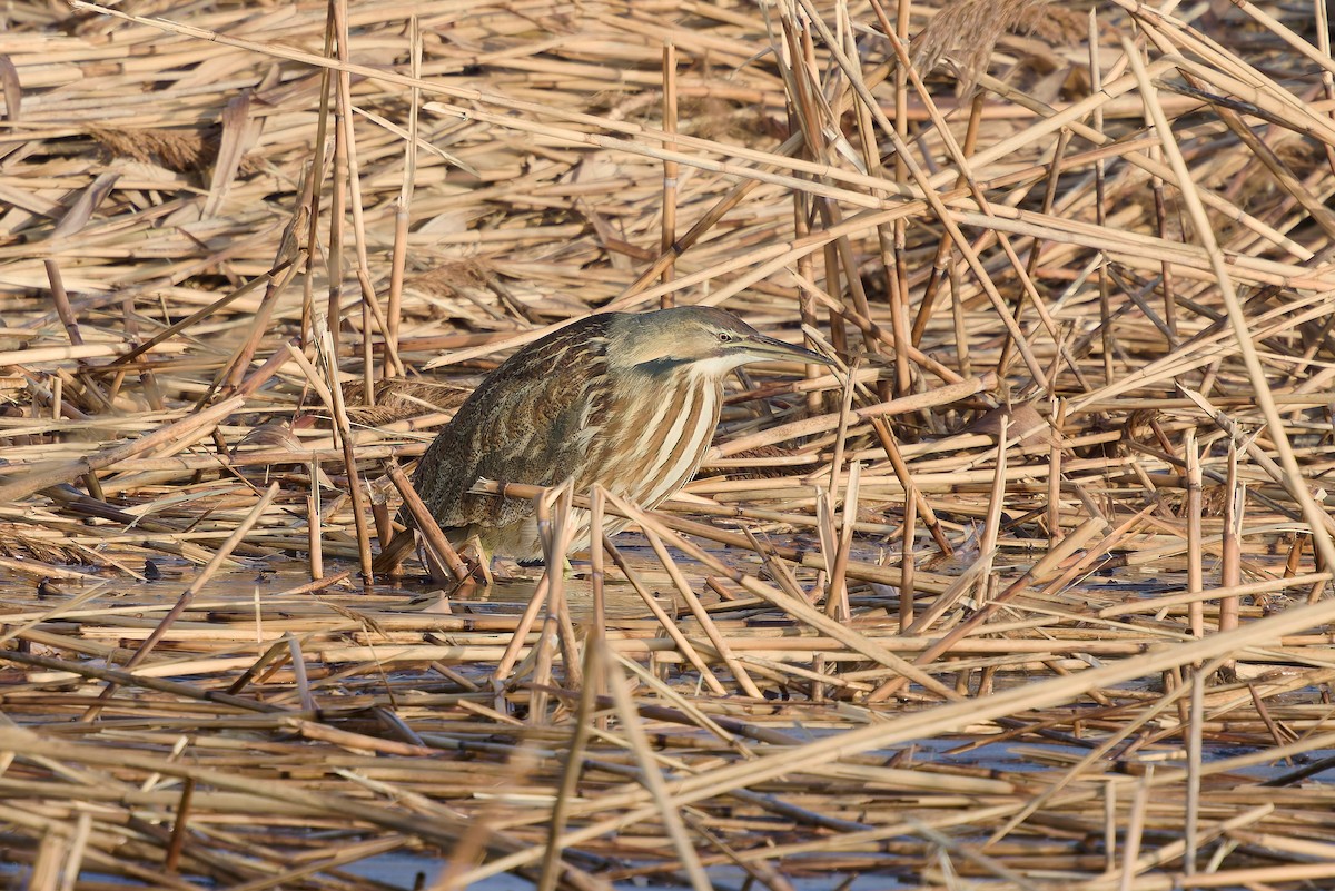 American Bittern - ML630254661