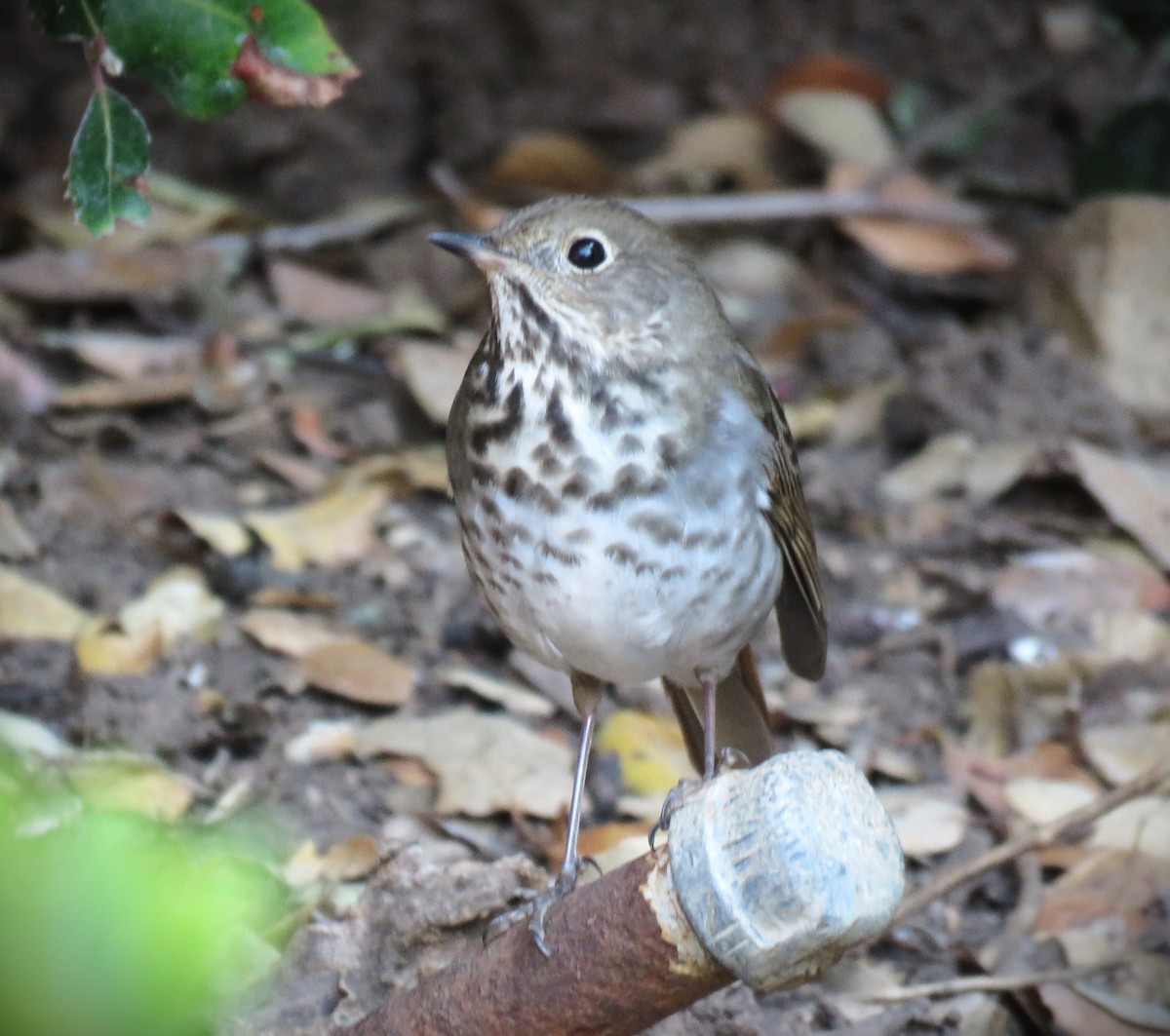 Hermit Thrush - ML630255303