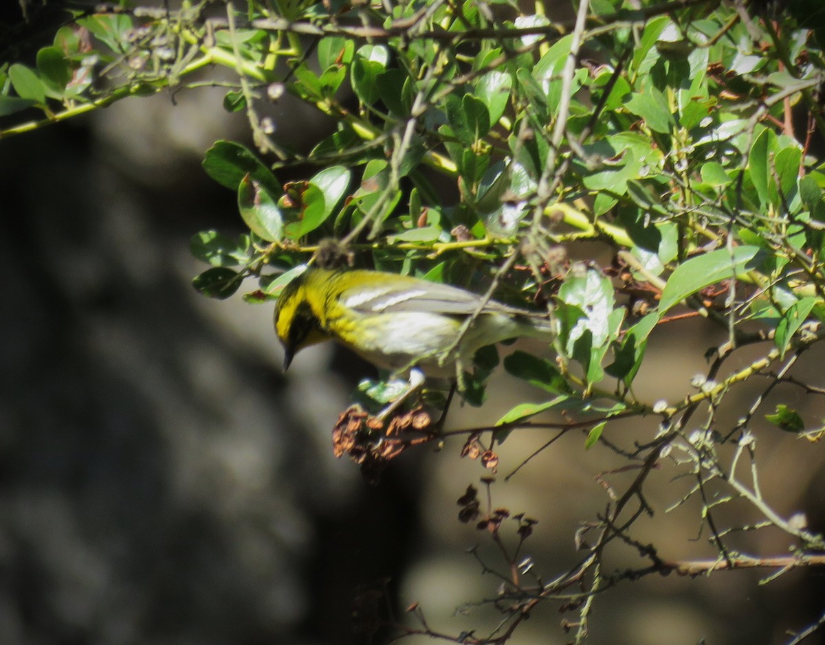 Townsend's Warbler - ML630255312