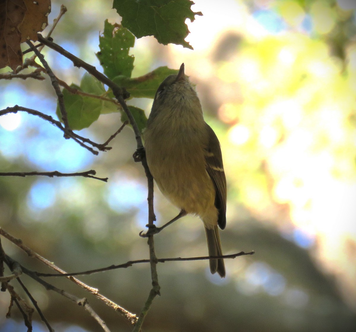 Hutton's Vireo - ML630255320