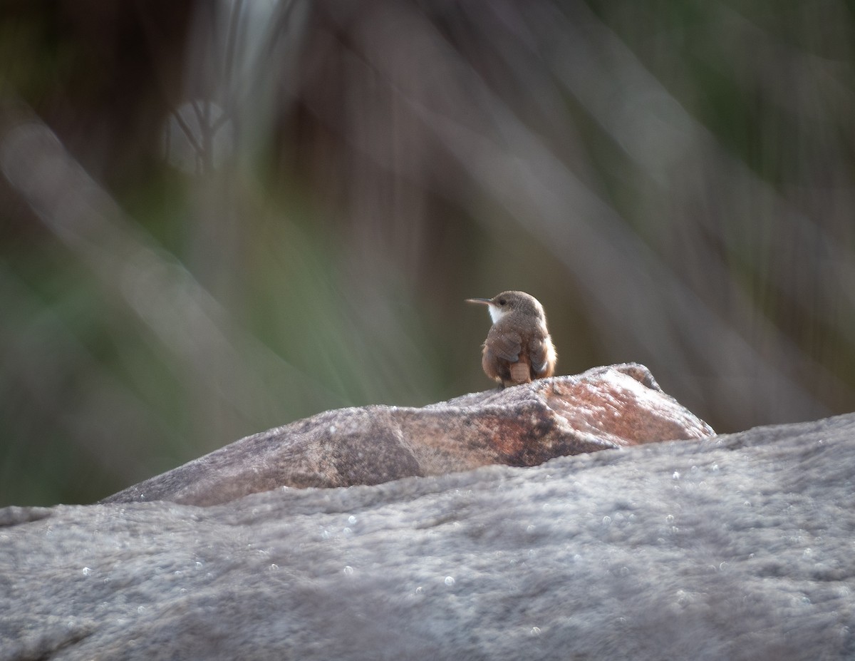 Canyon Wren - ML630255378