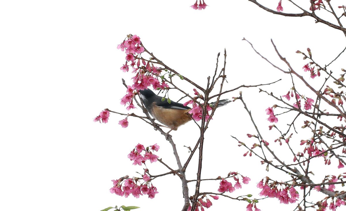 White-eared Sibia - ML630255453