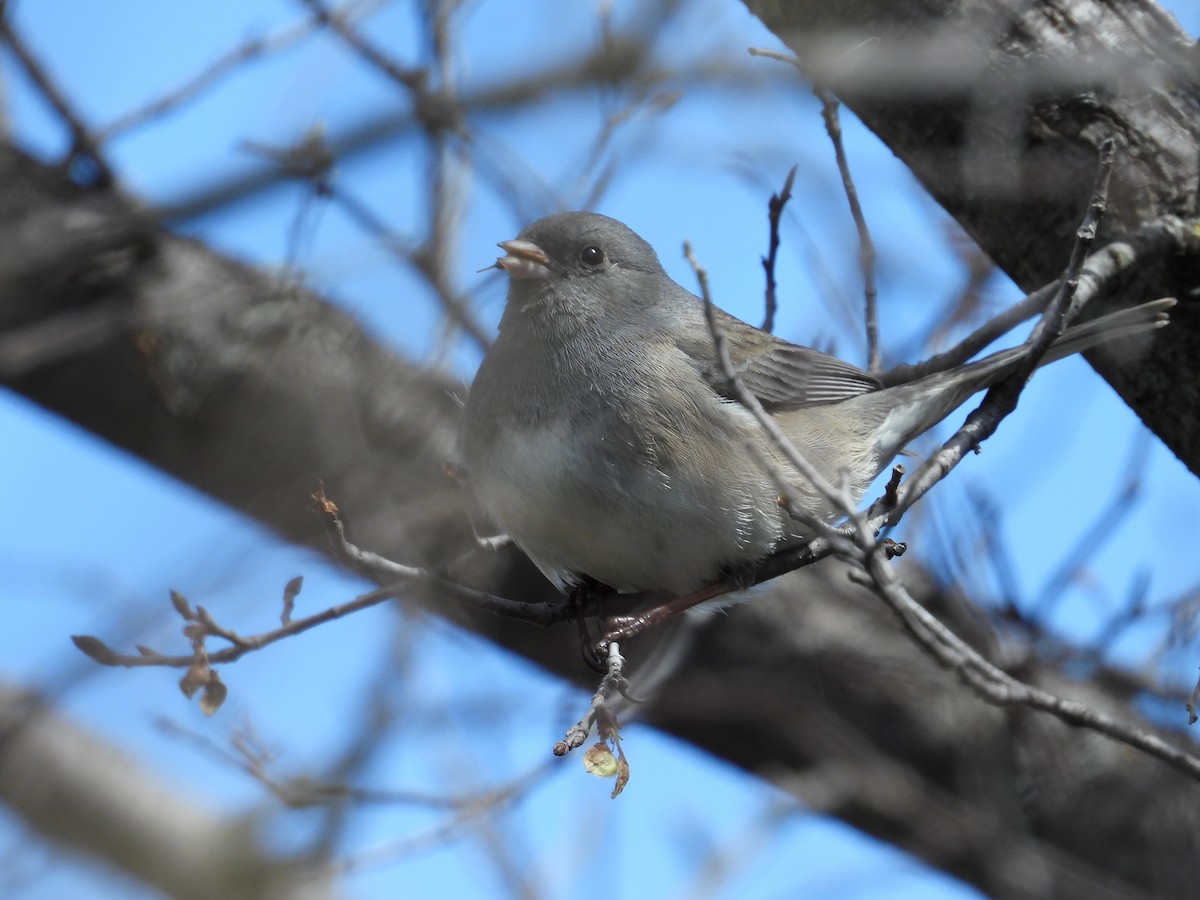 Dark-eyed Junco - ML630255464