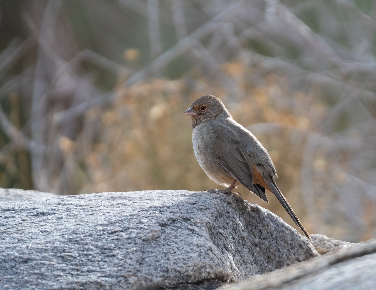 California Towhee - ML630255498