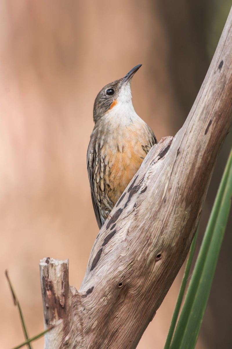 White-throated Treecreeper (White-throated) - ML630255636