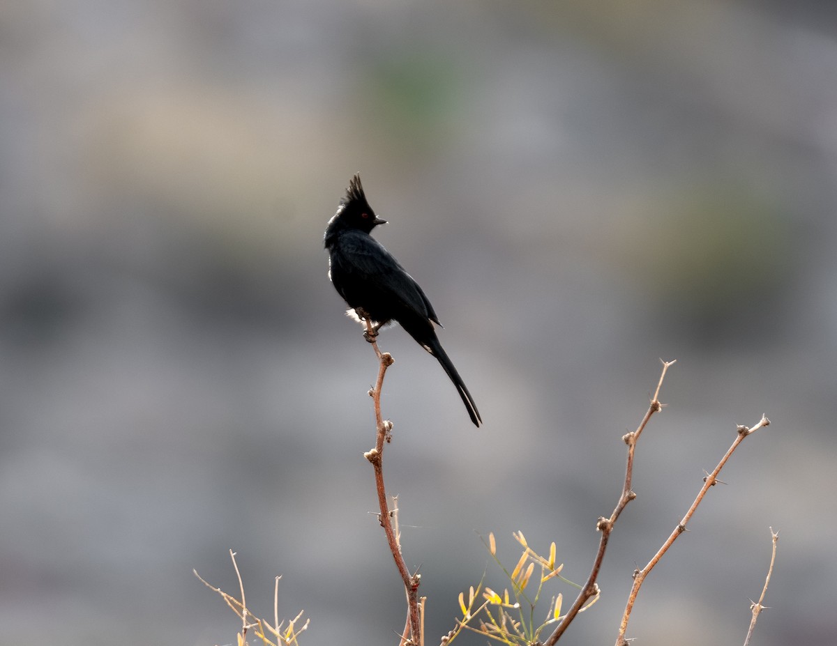 Phainopepla - ML630255652