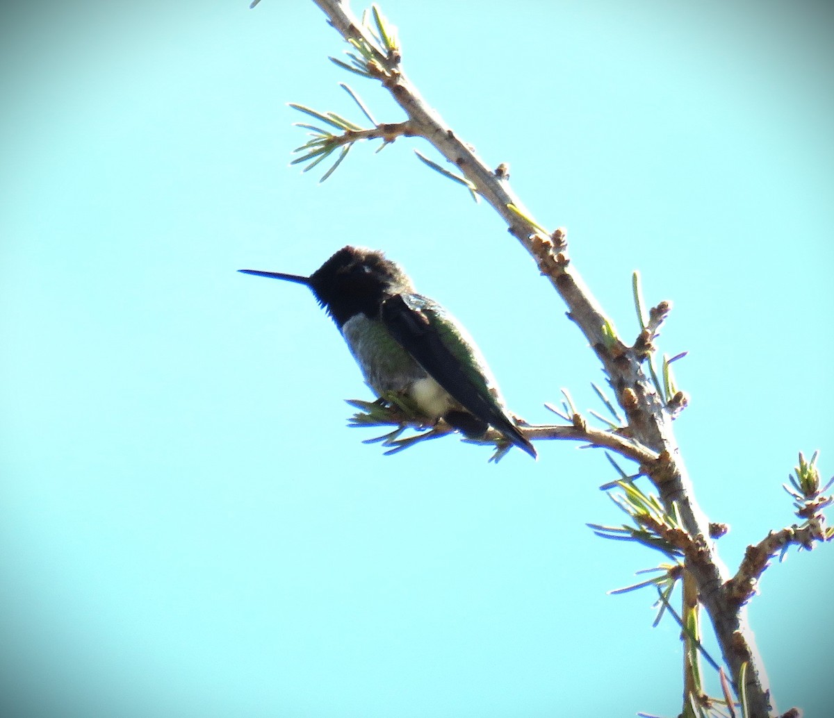 Anna's Hummingbird - ML630255665